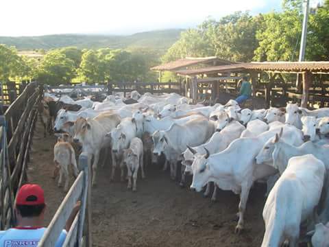 São José de Princesa vacina mais de quatro mil animais contra a febre aftosa