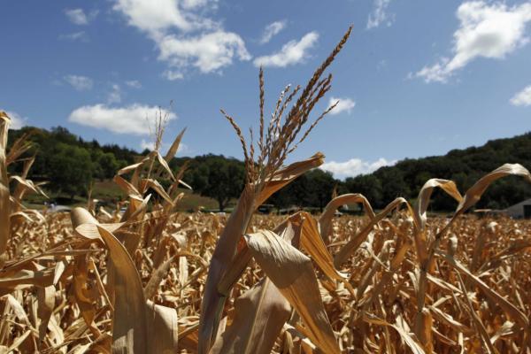 Agricultores recebem 1ª parcela do Garantia Safra em São José de Princesa